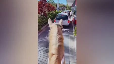 VIDEO | O femeie s-a dus călare pe un cal să își cumpere cafea de la un drive-thru McDonald's. Cum au reacționat angajații