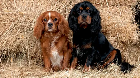 O țară din Europa interzice creşterea a două rase de câini. Motivul pentru care a fost luată această decizie fără precedent