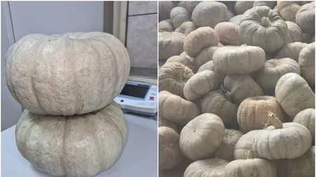 Cel mai dulce dovleac din România, obținut la Dăbuleni. A fost omologat