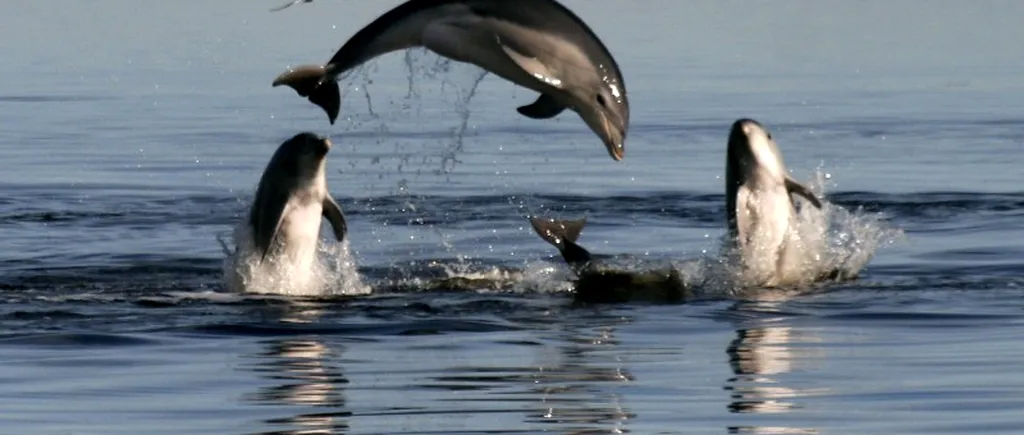 FOTO. Peste 10.000 de delfini sunt uciși anual doar pentru a fi folosiți ca momeală pentru rechini