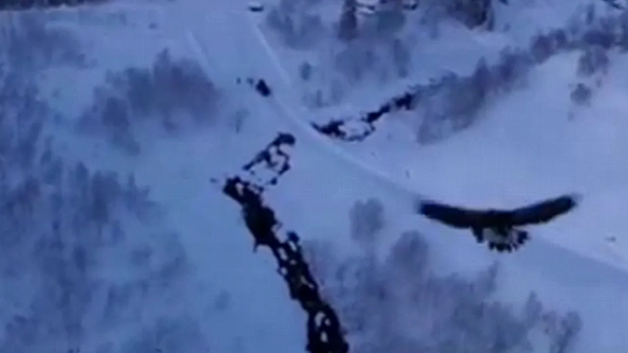 Ce se întâmplă când un vultur atacă o dronă