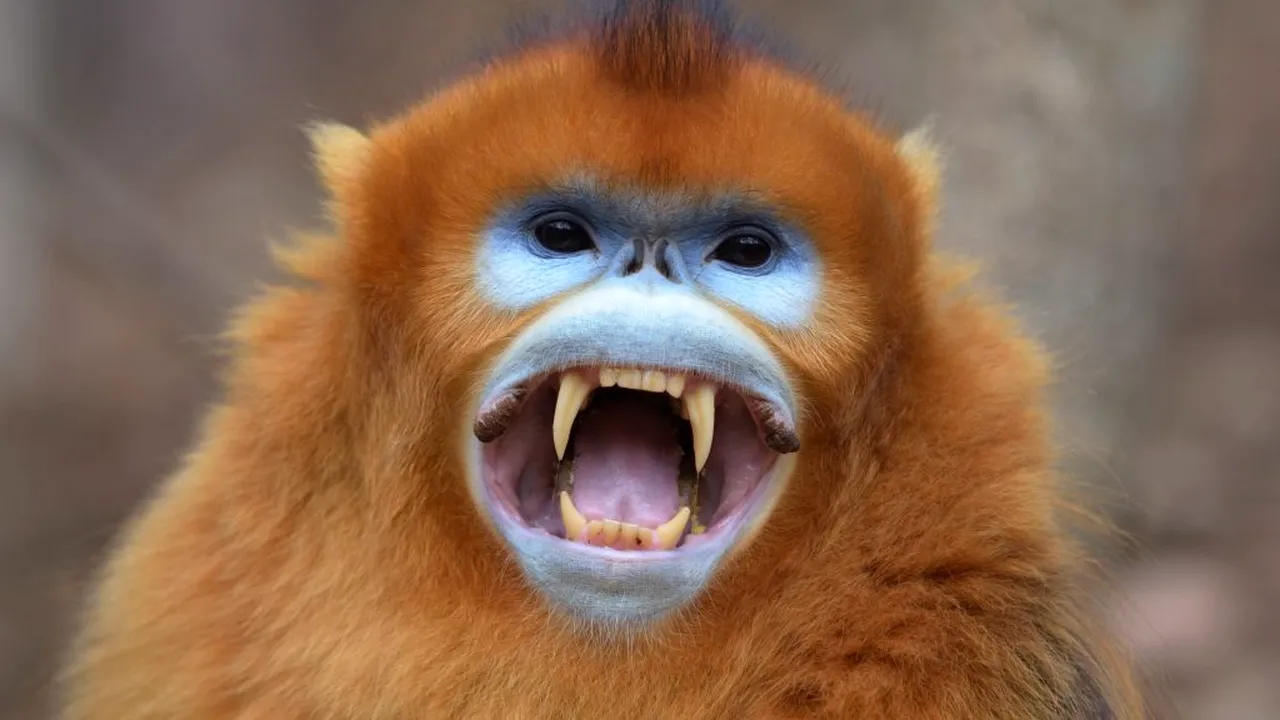 NEOBIȘNUIT. Top 8 cele mai ciudate animale din lume. Cum arată, de fapt, un ligru