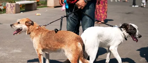 Operațiunea PRINDEȚI MAIDANEZII. Când vor fi strânși toți câinii de pe străzile din București și cât costă operațiunea