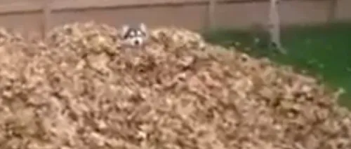 VIDEO: Reacția amuzantă a unui husky, după ce descoperă o grămadă de frunze uscate 