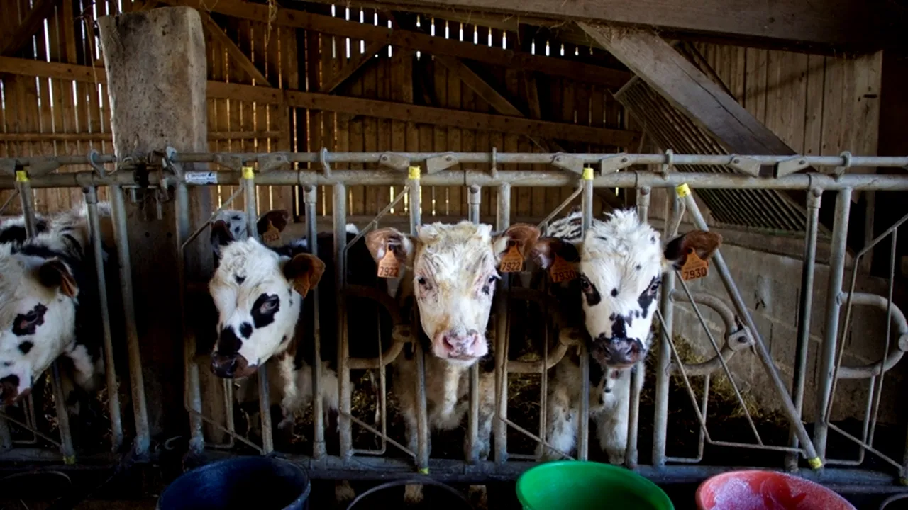 Pericolul ascuns în carnea de consum. Utilizarea excesivă a antibioticelor în creșterea animalelor sporește răspândirea unui fenomen care face ravagii la nivel mondial