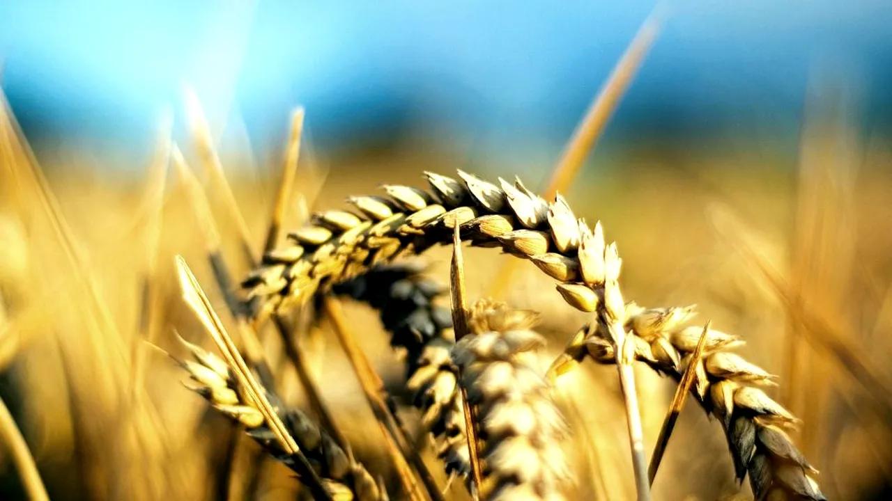 Alertă în AGRICULTURĂ: producția României a scăzut la toate culturile în 2024!