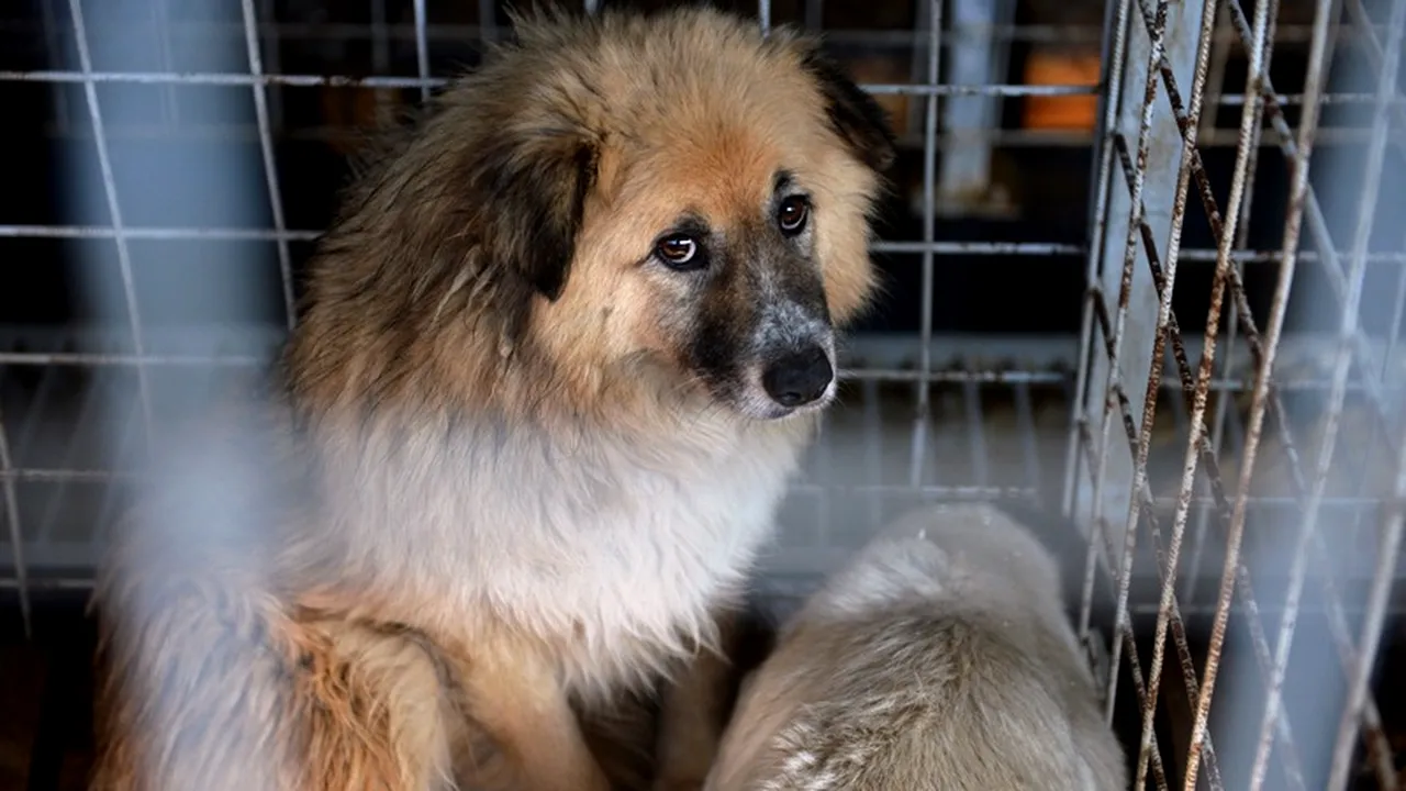 Bucureștenii pot adopta duminică, în parcul Izvor, câini comunitari din adăpostul Dogtown