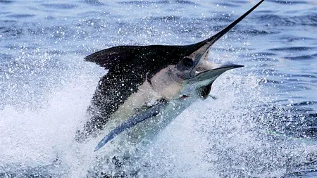 FOTO. Captura record a unui pescar englez. 