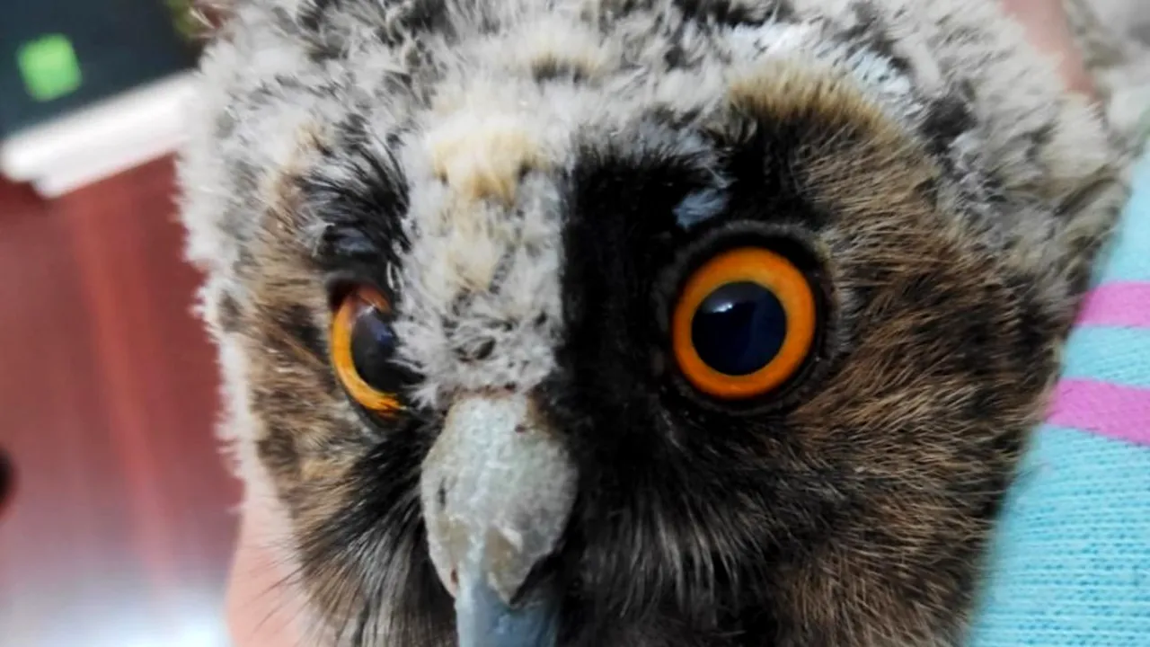 Un pui de bufniță a fost salvat de sub o mașină de un profesor: Pasărea va deveni mascota facultății - FOTO