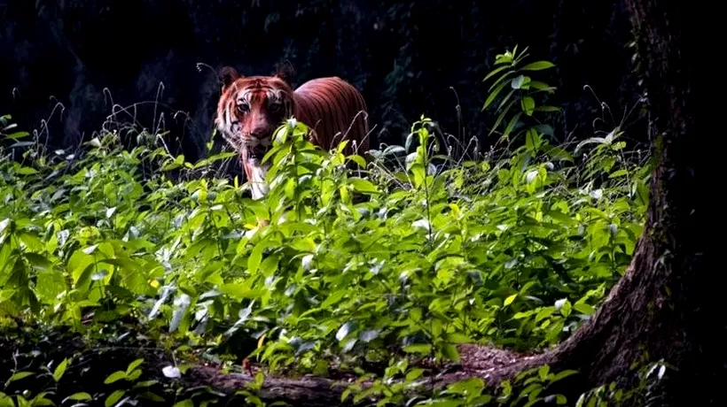 Tigrul care a omorât cel puțin 9 persoane, printre care o mamă și un copil, a fost ucis