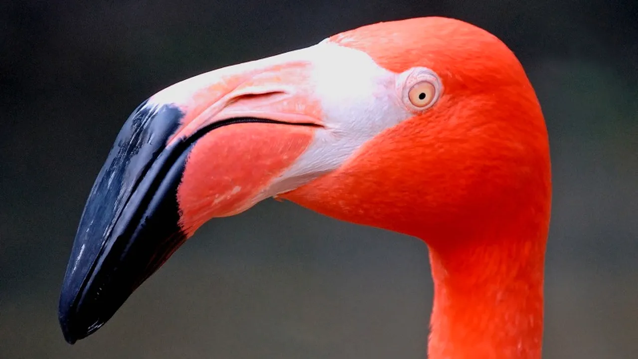 Fauna sălbatică mondială s-a redus cu peste 50% în doar 40 de ani