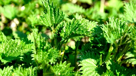 Buruiana de primăvară care se vinde mai SCUMP decât carnea de vită. Se găsește în toate piețele