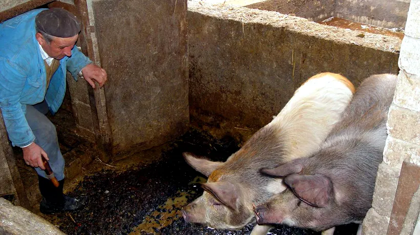 Pesta porcină africană: peste 45.000 de porci UCIȘI și ARȘI. Ministrul Agriculturii, comparație nefericită cu HOLOCAUSTUL