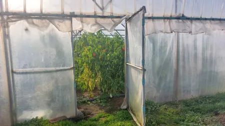 Situație incredibilă în Oltenia. Sute de fermieri s-au trezit că trebuie să returneze la stat ajutoarele din pandemie | VIDEO