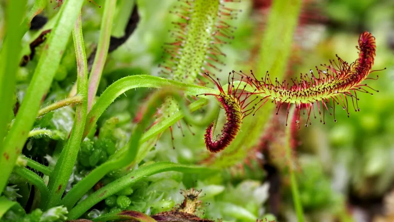 Locul din România, unde crește una dintre cele mai rare PLANTE CARNIVORE. I se spune 