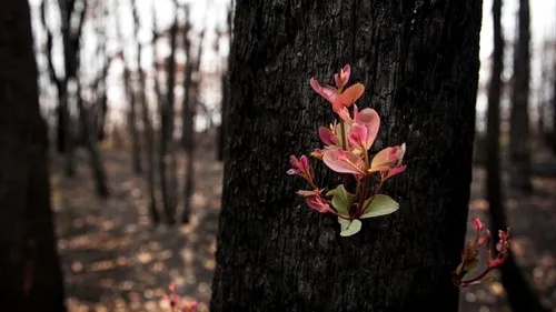 FOTO Au fost surprinse primele plante care s-au regenerat în urma incendiilor din Australia