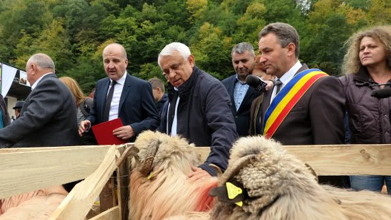 România exportă 200.000 de OI în Golf. Primele 70.000 de capete, livrate în martie