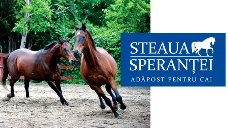 Copiii sunt așteptați să sărbătorească 1 Iunie împreună cu caii de la Adăpostul 