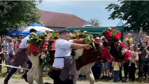 Bărbat pus la pământ de un bou nărăvaș la o sărbătoare tradițională în Cluj