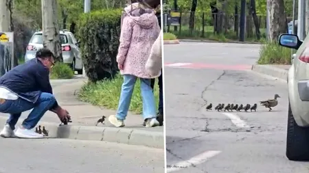 Imaginile zilei. Cum a ajutat un bărbat un cârd de rațe să treacă o stradă din Constanța
