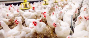 Primul deces uman cauzat de gripa aviară H5N2 confirmat în Mexic, anunță OMS