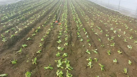 Legumicultorii, obligați să meargă la CURSURI pentru a nu pierde subvențiile de la stat