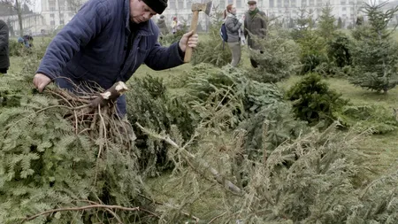 Romsilva va scoate la vânzare aproximativ 19.000 POMI de Crăciun, mult mai puțini decât anul trecut
