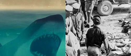 Cel mai sângeros atac al rechinilor din istorie: Au ucis 150 de marinari în patru zile