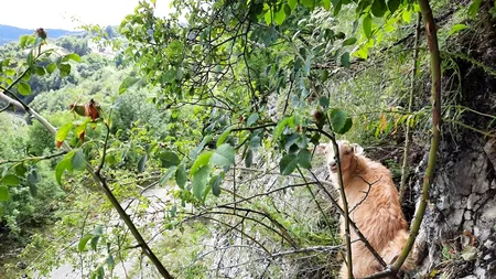 Un ied a stat blocat pe o stâncă, mai bine de o zi, fără apă și fără mâncare. Cum a fost salvat de la moarte, de două ori în aceeași zi (FOTO)