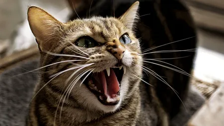 O fetiță din Slatina, internată în spital după ce a fost atacată, în timp ce dormea, de pisica bunicului