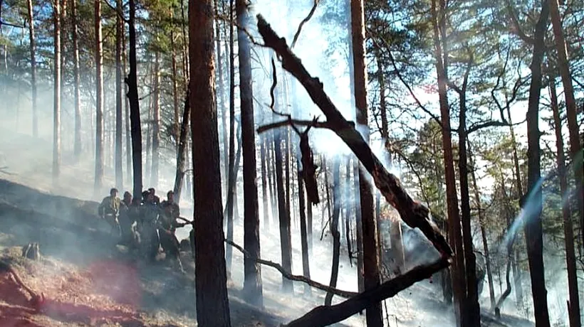 Incendiu puternic într-o zonă împădurită din Bacău, zece hectare de vegetație fiind afectate
