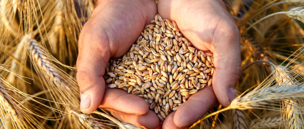 CONCEPȚIE. Unii analiștii susțin că ar fi îndeajuns de mult grâu în piață