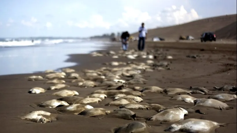 Descoperire misterioasă pe o plajă din Mexic