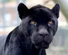 Afacerea PANTERA: Cum un presupus animal dispărut din Bulgaria a devenit fenomen internațional