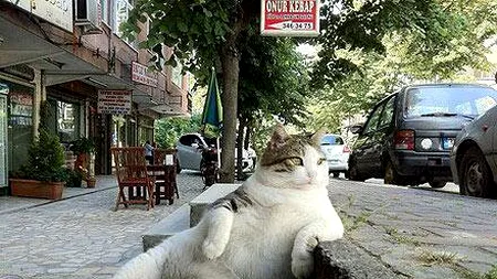 Ultimul șoarece din Pisicopole