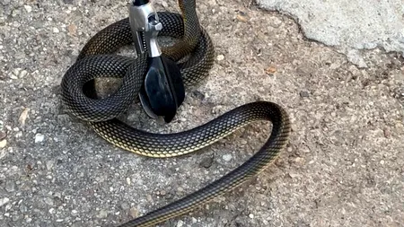 Jandarmii au capturat un șarpe din fundația unei case din Slobozia