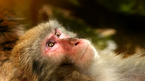 Una dintre maimuțele care ataca oameni într-un oraș din Japonia a fost prinsă. Ce măsuri au luat autoritățile