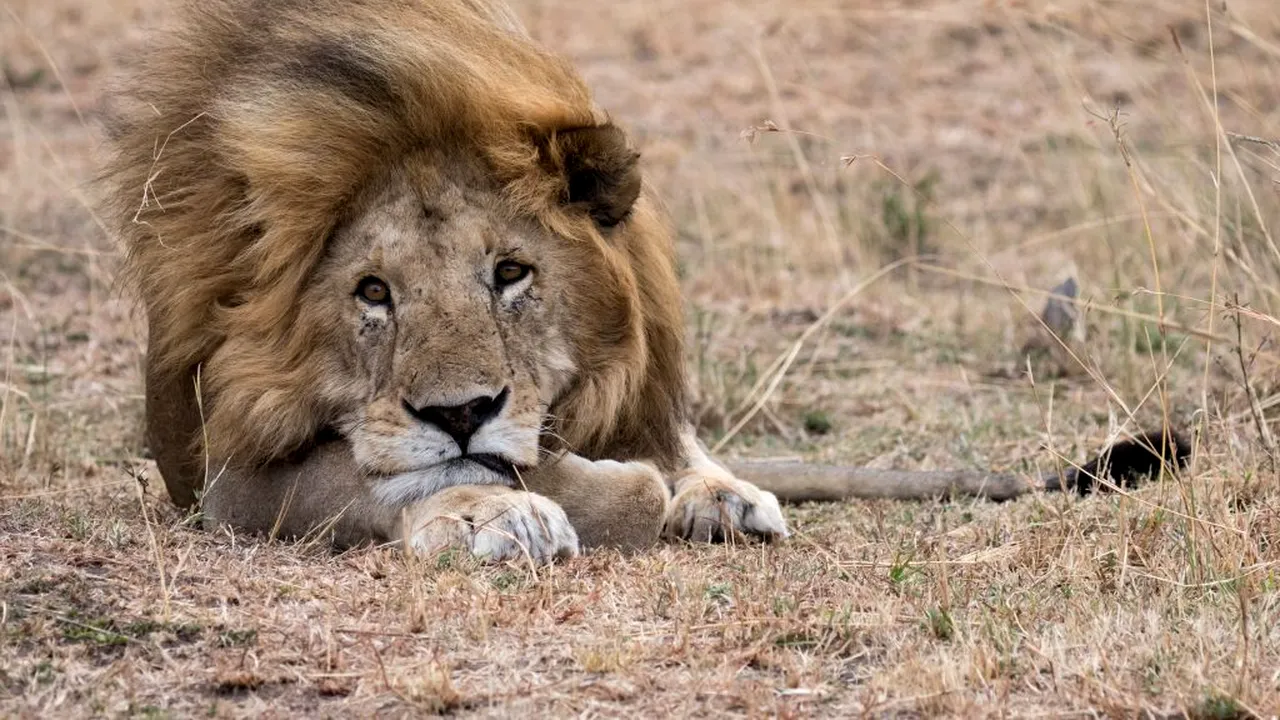 TRAGIC. Animalele de la zoo ar putea fi lăsate să se mănânce între ele: Am făcut deja lista cu cele care vor fi sacrificate