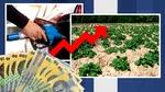 Scumpirea carburanților lovește în plin agricultura românească. Fermier: „Este o nebunie. Ne bagă în faliment pe toți”