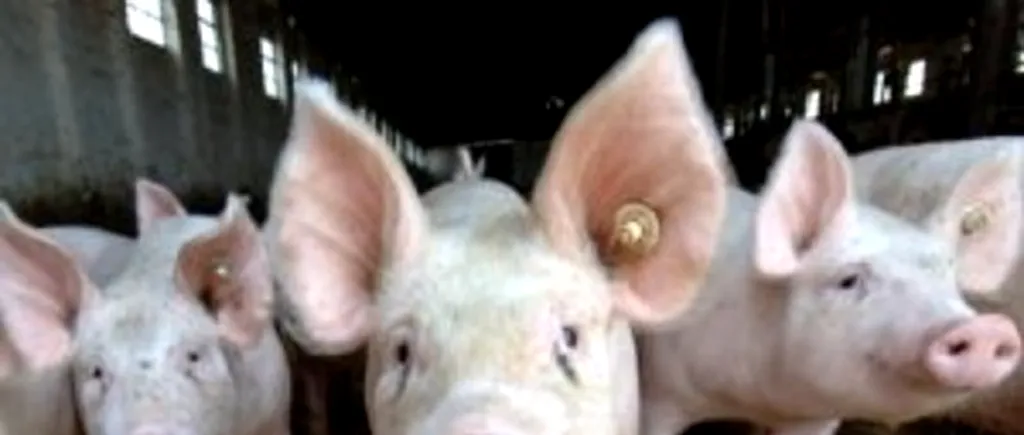 ZOOTEHNIE: Procesatorii de carne vor o Lege a Porcului cu măsuri clare de biosecuritate în gospodăriile populației. Cum ar putea fi oprită răspândirea pestei porcine africane