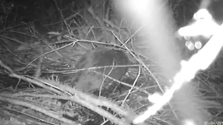 Castorul s-a întors în Delta Dunării după 200 de ani de absență