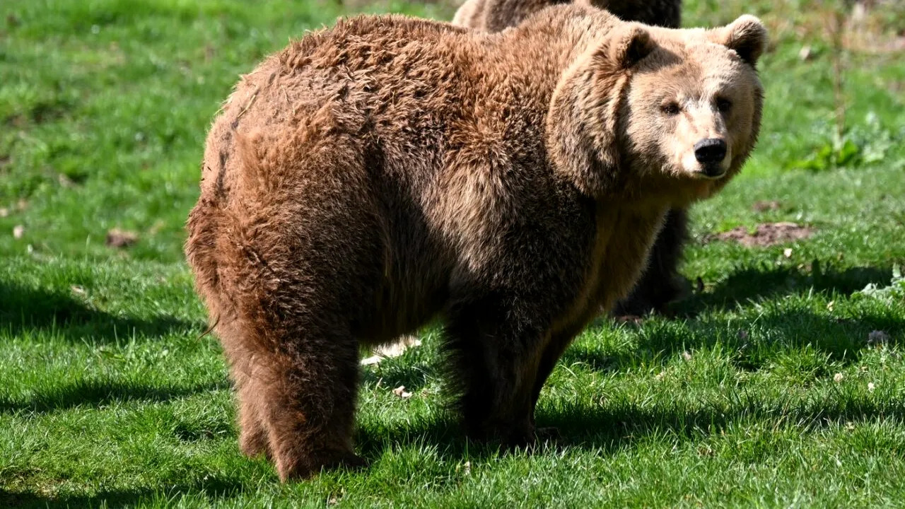 Ministrul Mediului, despre numărul urșilor bruni care trăiesc în pădurile din România: Sunt între 10.419 și 12.770 exemplare