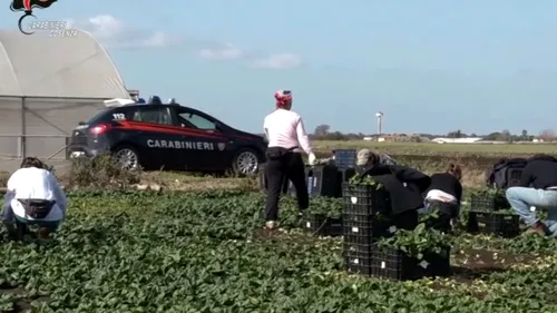VIDEO | Sclavi pe plantațiile din Italia: Mai mulți muncitori români, exploatați la muncă 12 ore pe zi, pentru 15 euro. Trăiau cu frica de „caporalii” care îi amenințau cu bătaia