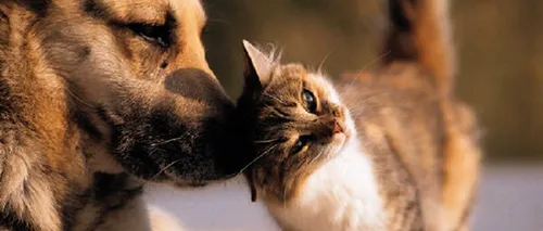 Care sunt diferențele dintre iubitorii de câini și iubitorii de pisici? Concluzia Facebook după analizarea profilelor