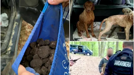 Ce a pățit un bărbat din Bacău după ce a fost PRINS de jandarmi la cules de trufe, fără să dețină autorizație de la Ocolul Silvic