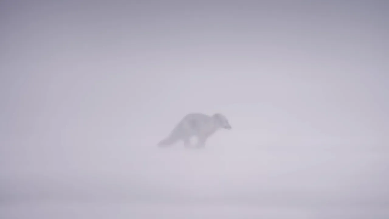 Călătoria impresionantă a unei vulpi polare: A străbătut 3.500 de kilometri, din Norvegia până în Canada, în doar 76 de zile. Cum a reușit să traverseze oceanul