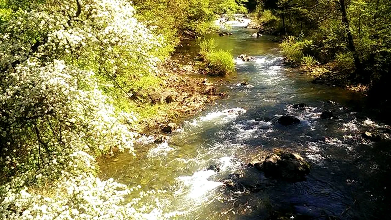 Singurul oraș cu climă tropicală din România. Când vine primăvara în celebra stațiune de spa din Banat