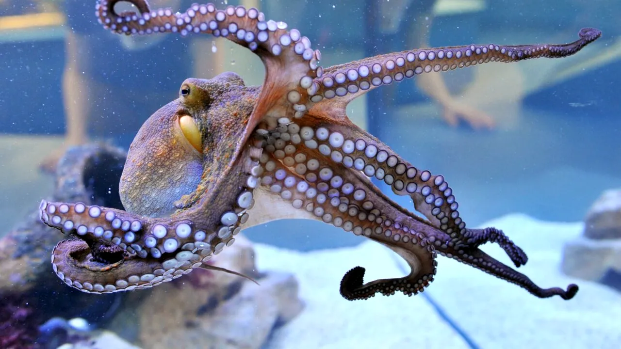 James Cameron, regizorul filmului TITANIC, fascinat de „extratereștrii” din oceanele planetei. Creaturile marine se camuflează și visează când dorm