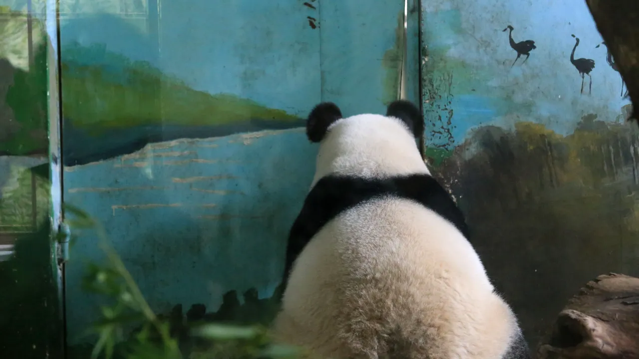 Cât au ajuns să COSTE tablourile pictate de un URS PANDA. Vezi de unde poți ACHIZIȚIONA o lucrare