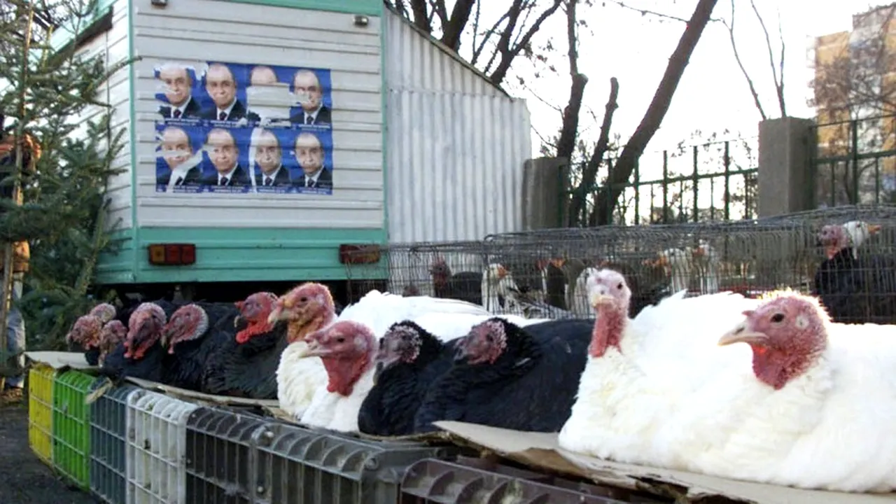 UN NOU SCANDAL. Germania reclamă carne de curcan cu reziduuri de antibiotic provenind din România